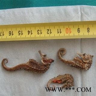 海马 海马大统2—4克每只 产地 海外 大货批发价图2