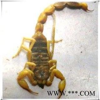 蝎子 新疆盐水全蝎秋货 产地 新疆维吾尔自治区图3