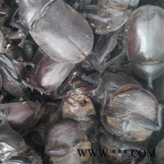 黑兜虫个 独角仙，兜虫 产地 浙江省图2