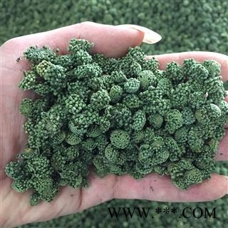 云南文山3年生三七花/田七花 产地直销图3