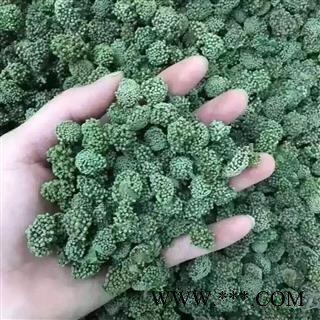 云南文山3年生三七花/田七花 产地直销