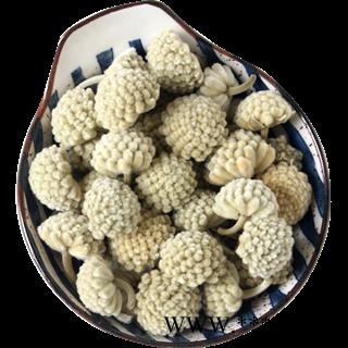 【99包邮】绿萝花 选货 四川产 绿罗花【良心经营 品种齐全】图2