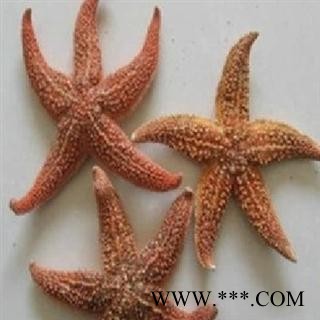 世元药业 海星 药食两用图3