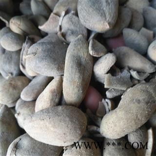 安祁名药正品五倍子  优质统货图4