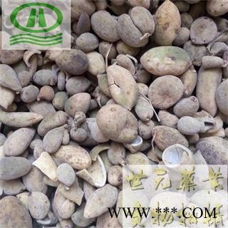 世元药业 五倍子 独倍 正品药效好 盐肤木 山梧桐 百虫仓 棓子 独贝【全品除尘中药】图2