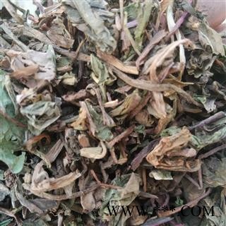 蒲公英 家种蒲公英绿色统段 刚到新货 产地直销 假一赔十 大货与图片一样 干净无杂质 产地 山东省图2