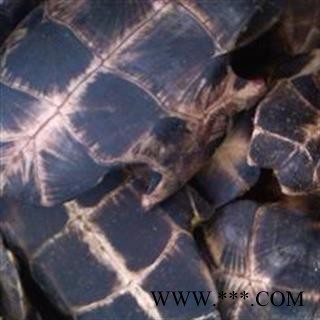 龟板 旱龟板 龟板专营！！精选货 产地直销一手货源 产地 湖北省图2