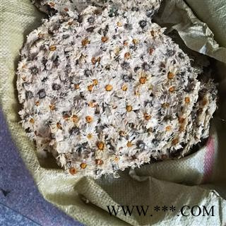 福白菊 杭菊 饼菊 朵菊白菊花 选货一级 产地晒干无硫 湖北省黄冈市麻城市