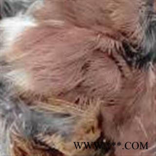 世元药业 雀脑 麻雀脑 雀脑袋 正品 麻雀头图2