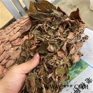 金线莲野生货排版金线莲无硫足干专注品质，诚信信邦图2