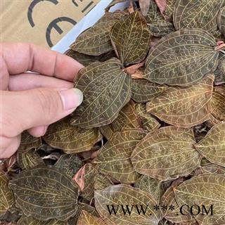 金线莲野生货排版金线莲无硫足干专注品质，诚信信邦图4