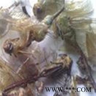 小丽百草行蜻蜓 绿蜻蜓 个大完整图2