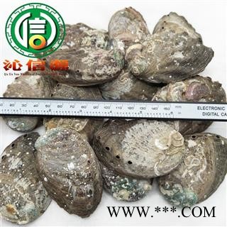 【满包邮】石决明个子统货散装浙江产地直供九孔石决明沁信源中药材批发图2