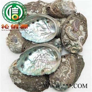 【满包邮】石决明个子统货散装浙江产地直供九孔石决明沁信源中药材批发图4