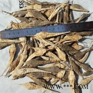 海燕 01 长海燕 选 产地 安徽省淮南市大通区图3