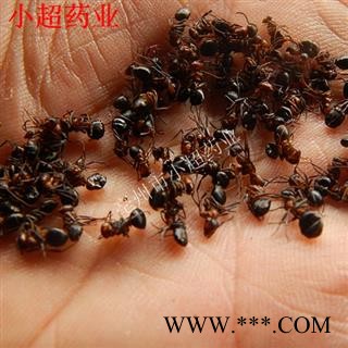 蚂蚁 03 黑蚂蚁 统 产地 吉林省图2