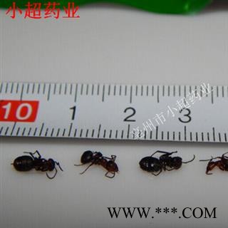蚂蚁 03 黑蚂蚁 统 产地 吉林省图3