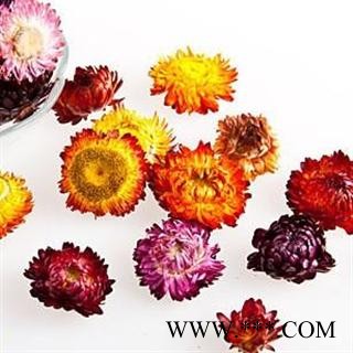 七彩菊花 优质 产地 安徽省黄山市市辖区图2