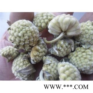 绿萝花 统 产地 四川省广元市市辖区 双鹏药材行 可提供打粉图3