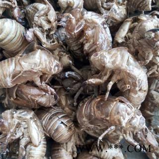 蝉蜕 蝉蜕净货  沙地货 杂质少  产地 山东省泰安市图2