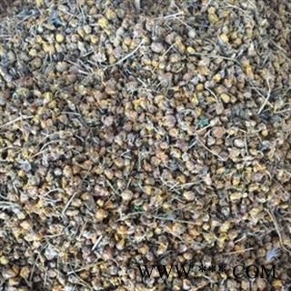 安祁名药正品野生野菊花图2