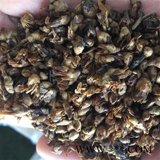 腊梅花 统 产地 亳州药市 库存 100图2