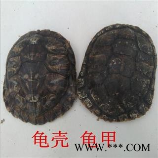 龟甲 龟壳 巴西 统 产地 浙江省图2