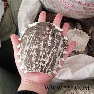 鳖甲 生鳖甲 甲鱼壳 不带肉 整个壳图3