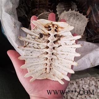 鳖甲 生鳖甲 甲鱼壳 不带肉 整个壳图2