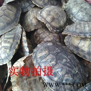 龟甲 龟壳 湖北 统 产地 山东省图4