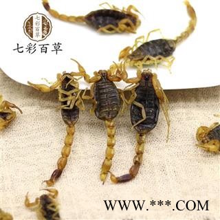 全蝎 全虫 蝎子新货上市清水中个肚子瘪无加重干度9成 产地 山西图2