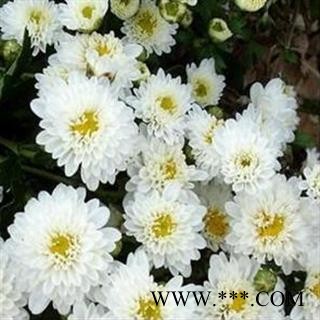 灵吉药业 杭菊花  道地药材  产地直销 批发零售各种规格中药材 花草类 矿石类 冷背珍稀野生药材图2