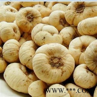 浙贝母 大浙贝 干度好颜色好 药性十足   产地 浙江省图2