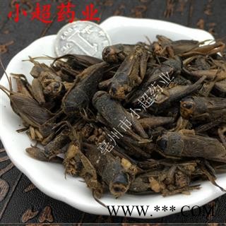 蟋蟀 01 蟋蟀 统 产地 湖南省图2