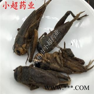 蟋蟀 01 蟋蟀 统 产地 湖南省图3