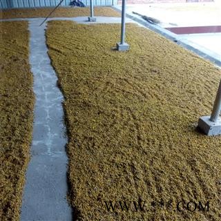 野菊花 野菊花统货 产地 河南省南阳市图2