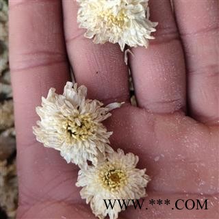 贡菊花 无硫 菊花   产地 安徽黄山图3