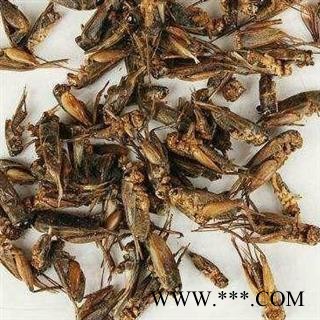 蟋蟀选货 蛐蛐 夜鸣虫 将军虫 秋虫 斗鸡 促织 趋织 地喇叭 灶鸡子 土蜇小丽百草行重在品质图2