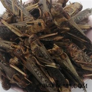 蟋蟀选货 蛐蛐 夜鸣虫 将军虫 秋虫 斗鸡 促织 趋织 地喇叭 灶鸡子 土蜇小丽百草行重在品质图3