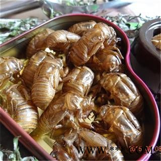 芝春堂 蝉蜕 虫蜕 知了壳 自然土无增重 蝉退 蝉衣 蝉壳 蚱蟟皮 虫退 药店诊所专供图3