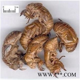 芝春堂 蝉蜕 虫蜕 知了壳 自然土无增重 蝉退 蝉衣 蝉壳 蚱蟟皮 虫退 药店诊所专供图2