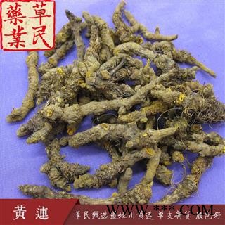 草民甄选雅连 道地川黄连 单支连新货 颜色好 专业批发量大从优图4