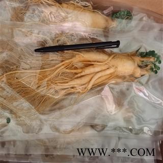 人参 鲜人参大个100克 产地 吉林省白山市长白朝鲜族自治县图2