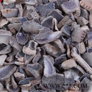 小丽百草行紫贝齿 大紫贝齿 文贝 紫贝子  狗支螺 有紫贝齿个29、粒32图2