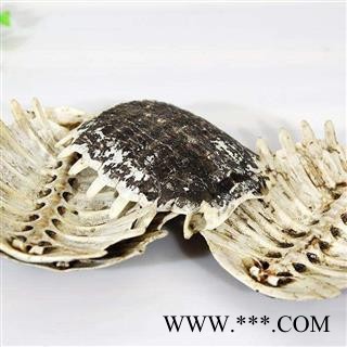 鳖甲 生鳖甲正品保证质量7天无理由退货退款 中药材批发 丽丽药业图2