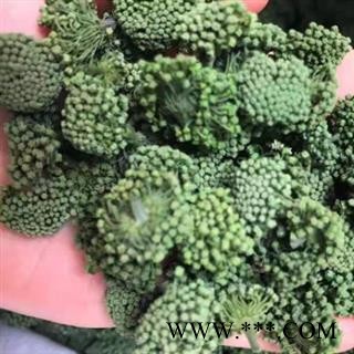 中药材三七花 三年生花 正品三七花 阳光晒干 无任何人为加工熏染 花粒大 密度均匀 色泽自然 质量纯正有保证 安国中药材批发零售大全图2