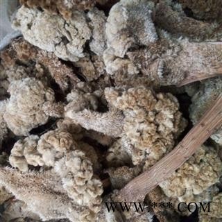 鸡冠花 白鸡冠花  鸡冠花 产地 山西省图2