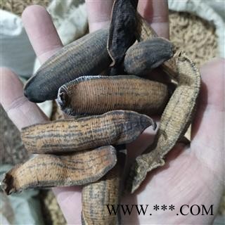 水蛭 沙水蛭统货 产地 江苏省图3