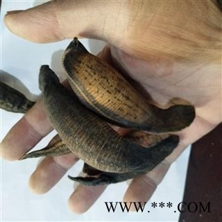 水蛭 沙水蛭统货 产地 江苏省图4