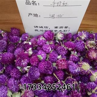 千日红 千日紫 花茶 晒干推荐有斑女性使用美容养生图2